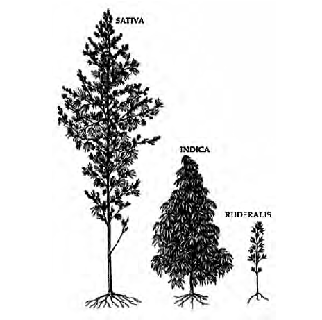 This image illustrates the physical differences between the tale of two strains, sativa and indica cannabis plants