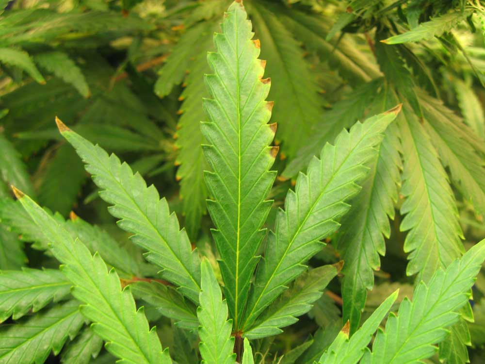 Everything You Need to Know About Cannabis Nutrient Burn Cannalogue