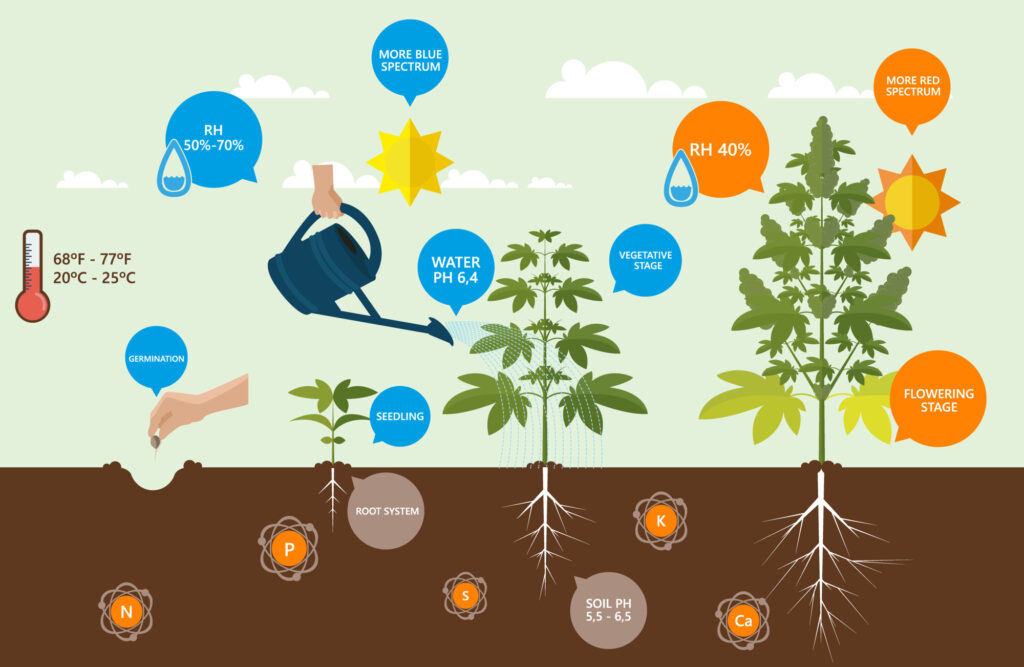 cannabis nutrient growth