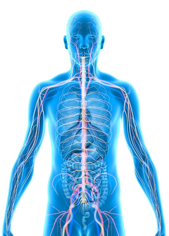 The endocannabinoid system helps our bodies to maintain a state of cellular balance. Cannabinoids from the cannabis plant have the ability to interact with our internal cannabinoid receptors.