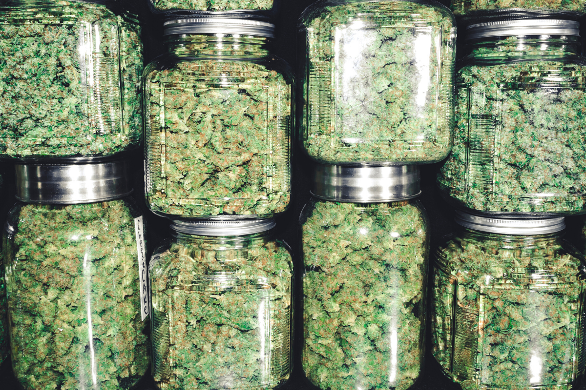 Do medical cannabis strains matter? | Cannalogue